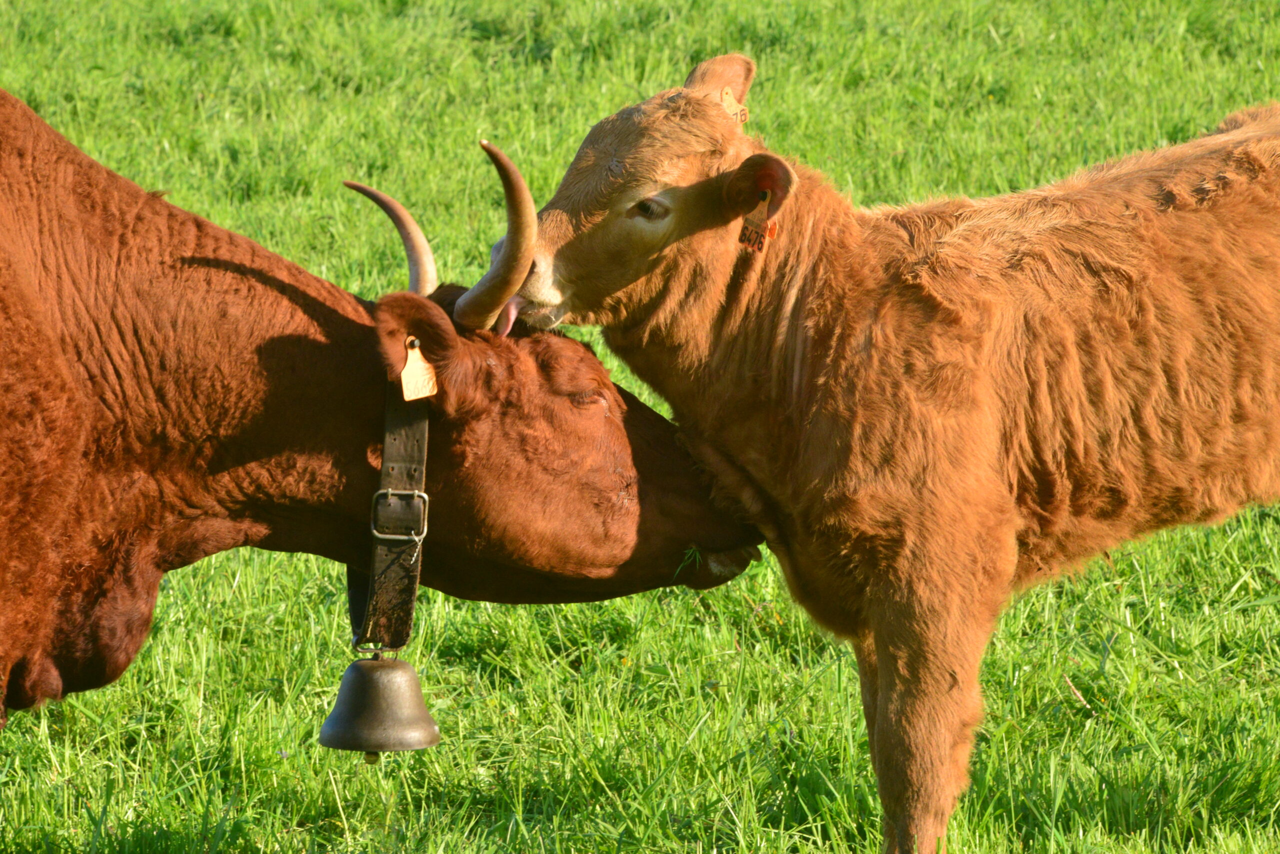 DSC_6483 duo 2 Salers Mauriac mai 2014