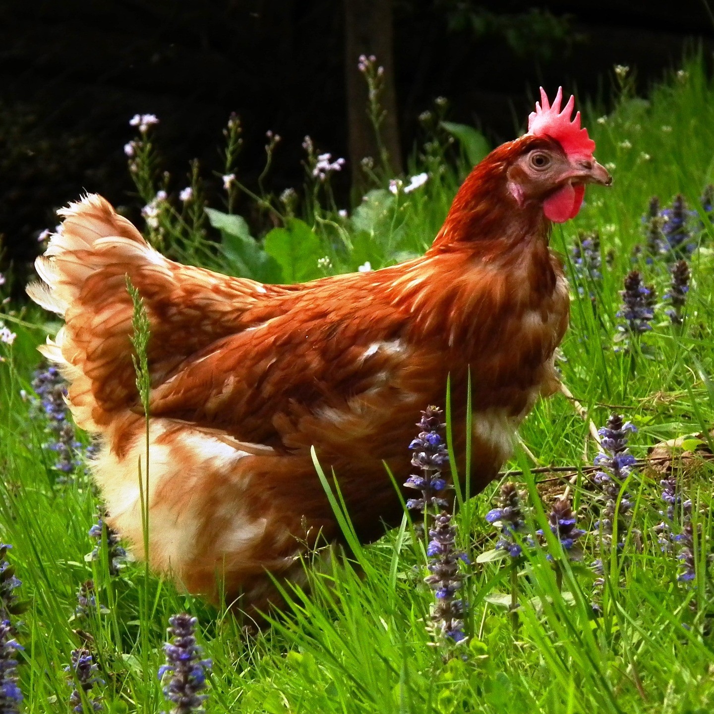 Une poule dans un champ de lavande