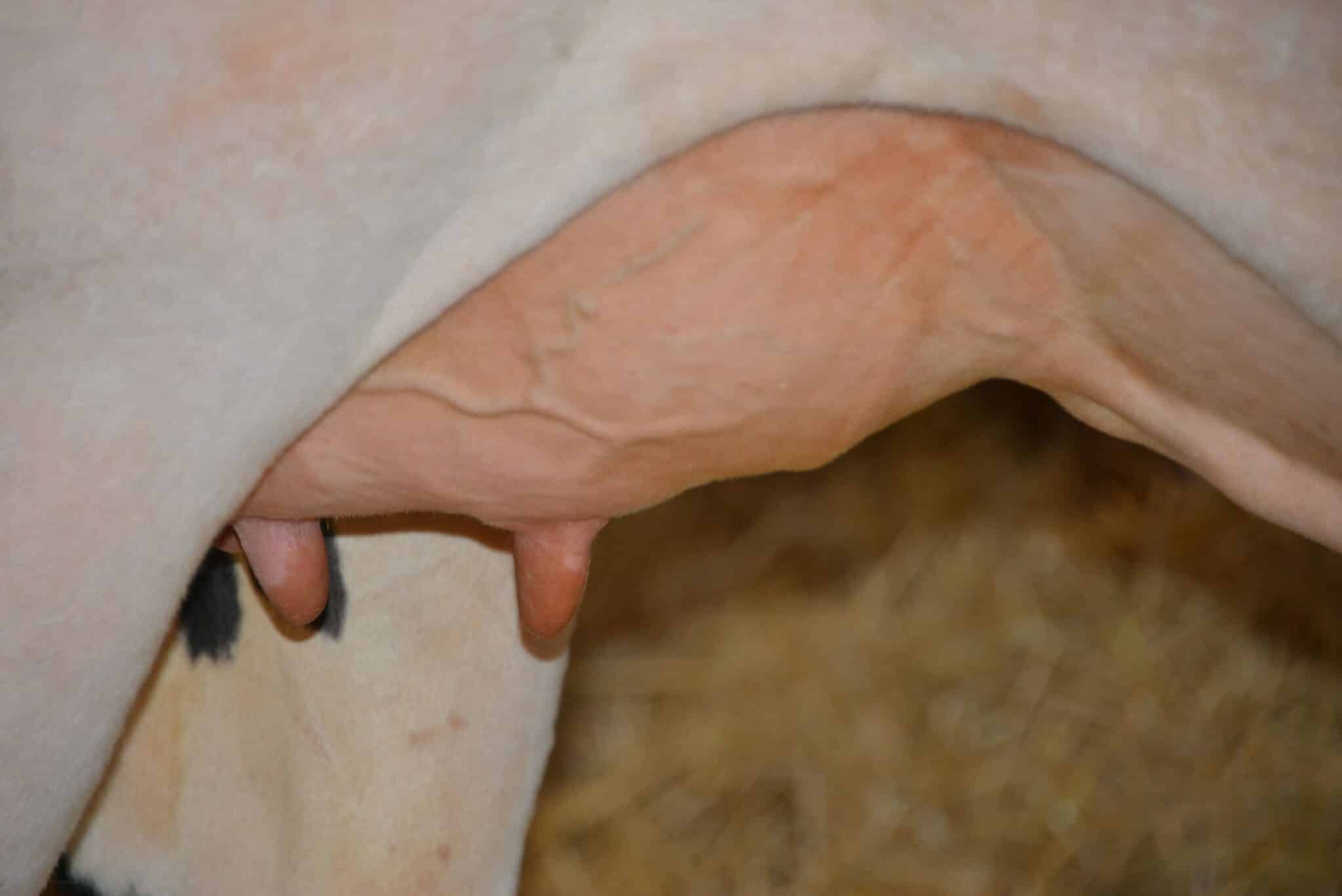 Mamelle d'une vache