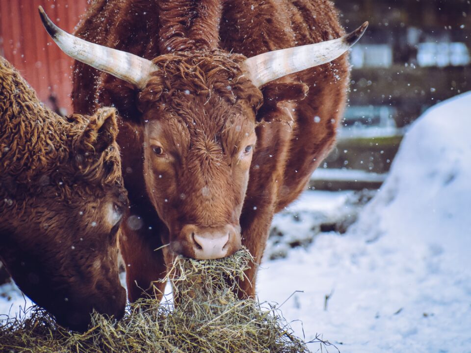 Vache dans la neige