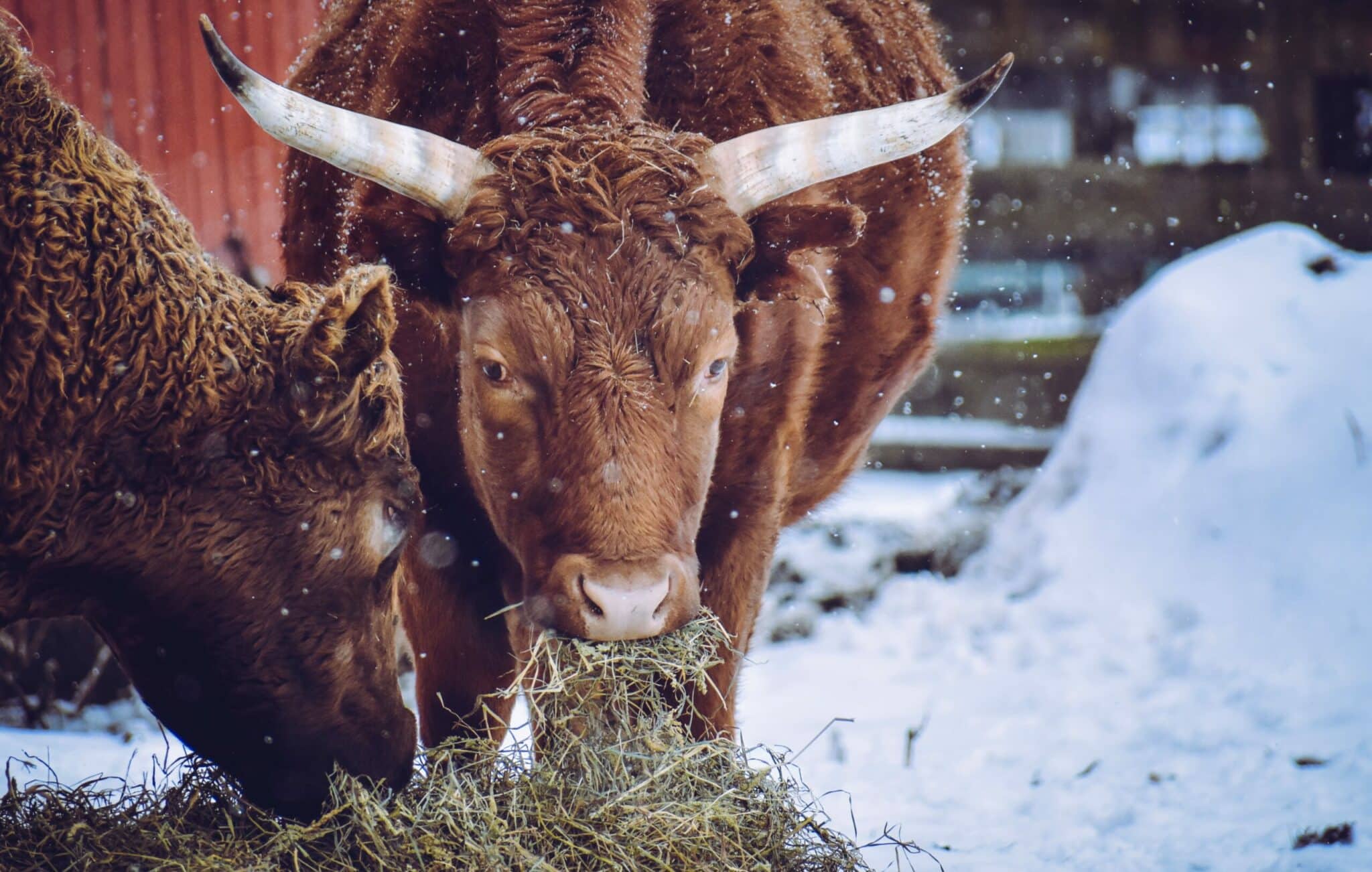 Vache dans la neige