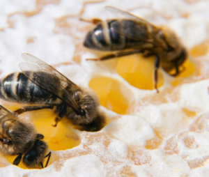Trois abeilles dans des alvéoles