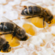 Trois abeilles dans des alvéoles