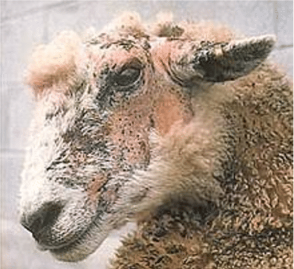 Peuton confondre gale et eczéma facial sur les ovins ? Solu'Nature