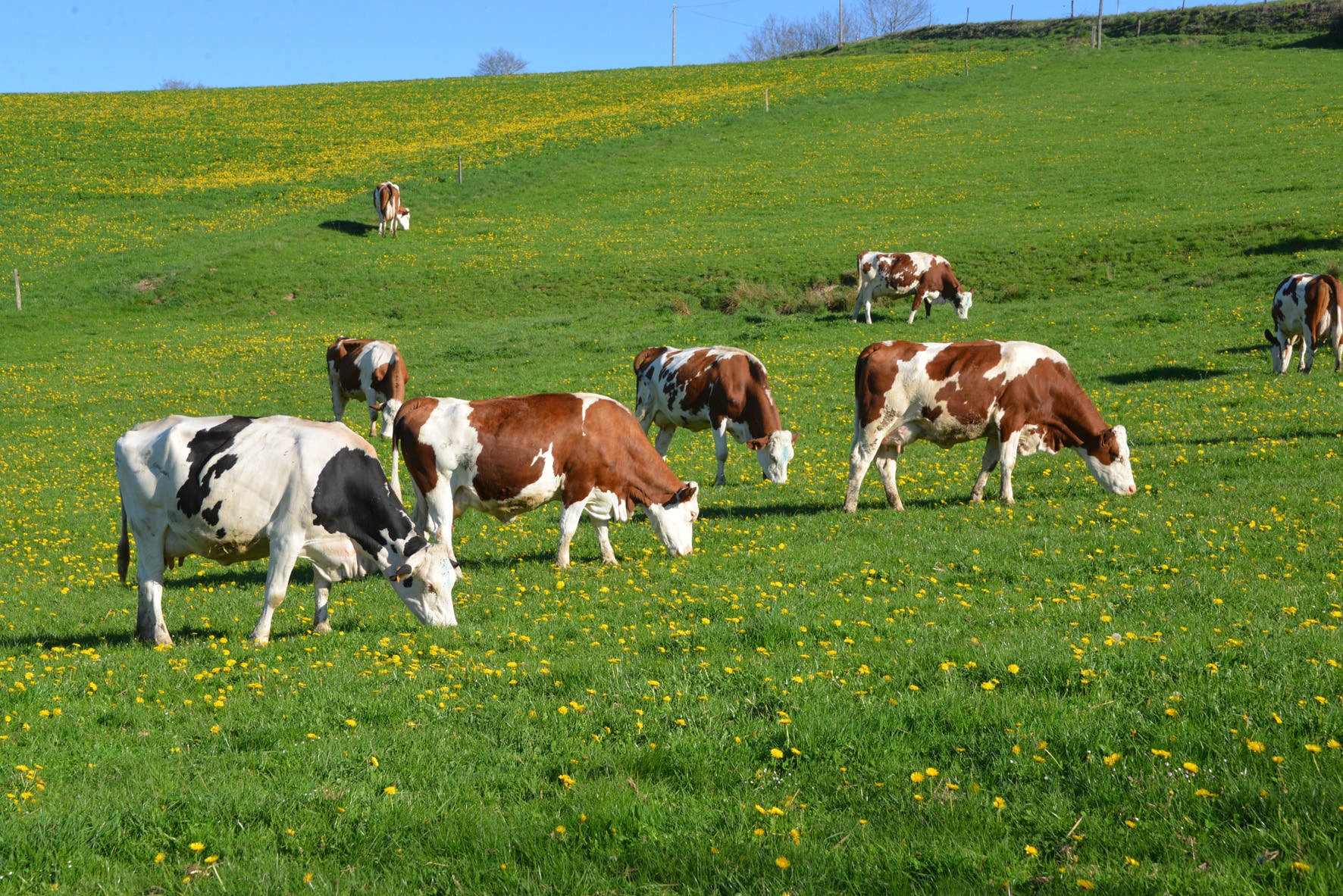 Le P turage Une Saison Haut Risque Solu Nature