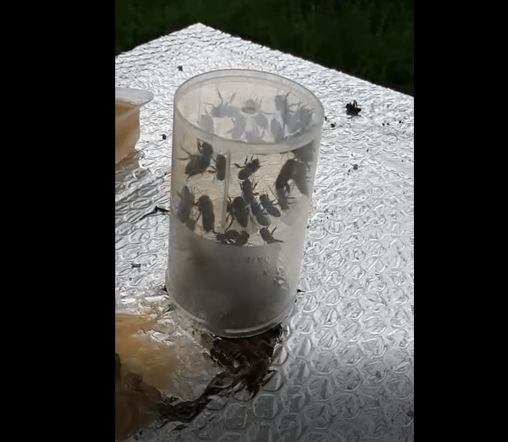 capture-abeille-analyse