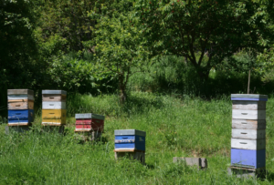 Réduire les émissions de GES en apiculture avec Solu’Nature