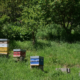 Réduire les émissions de GES en apiculture avec Solu’Nature