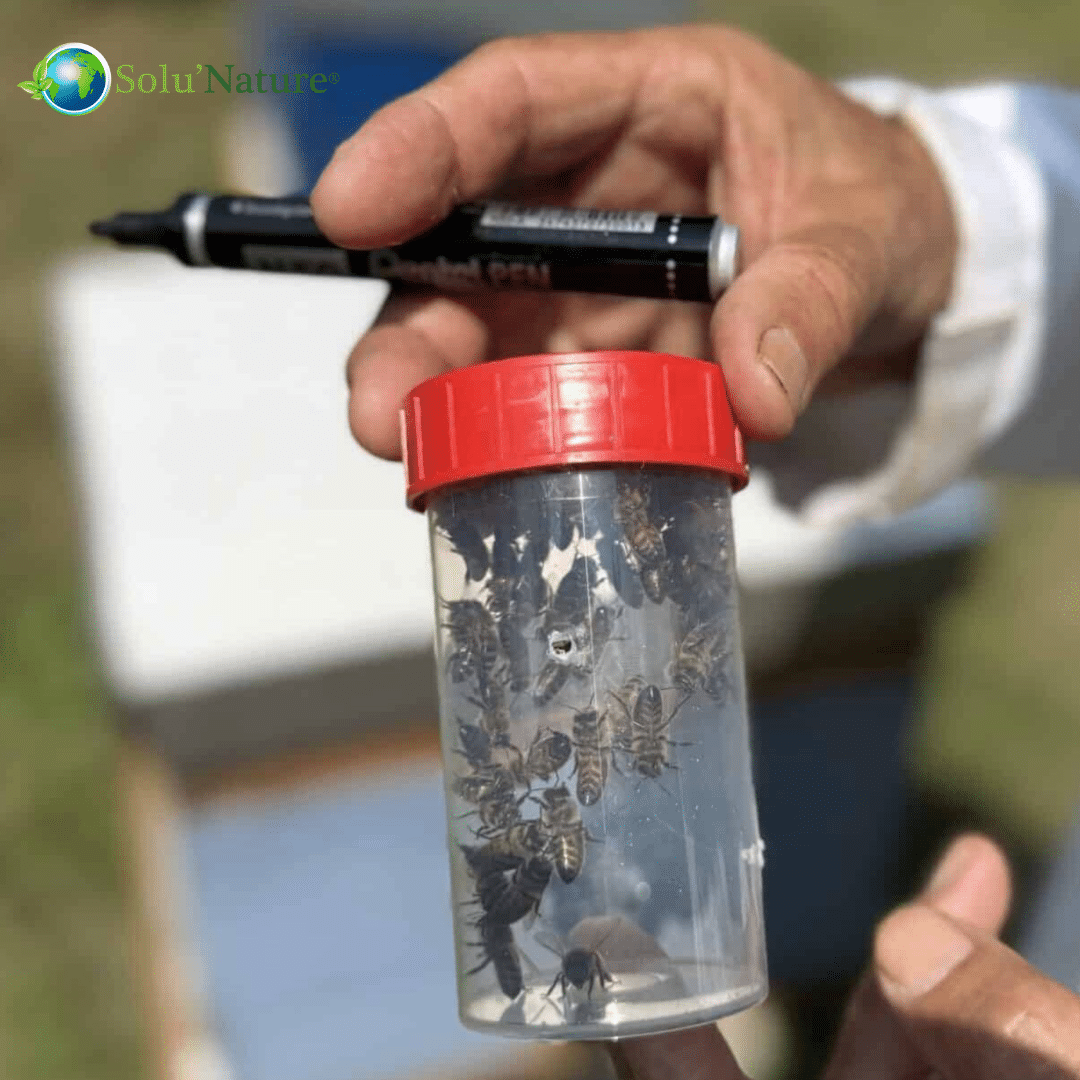 Bee'Full® Diag : kit d’analyse du portage des pathogènes